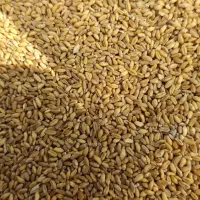 گندم تمیز