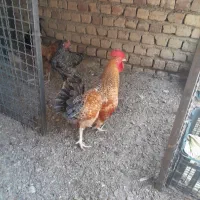 مرغ وخروس