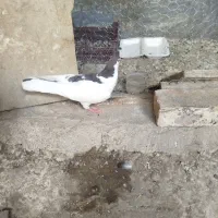 کفتر