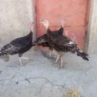 ۷ عدد بقلمون برنزه