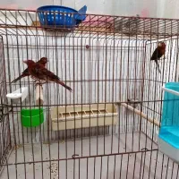 قناری سرخ(فیروزآباد)