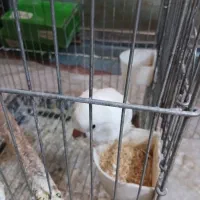راهب آبی سفید ماده