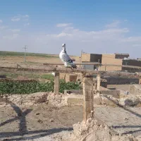 کبوتر