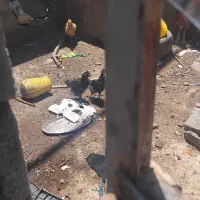 مرغ خروس