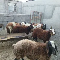 بره نر کشتار