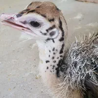 فروش جوجه شترمرغ فقط شتر مرغ