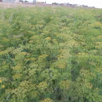 شیوید|گل و گیاه طبیعی|کبودرآهنگ, |دیوار