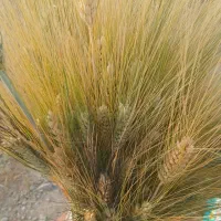 فروش زمین لیکک کوچه کارخونه یخ خلیلی کوچه شهیدستمی