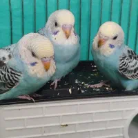 1 عدد جوجه مرغ عشق