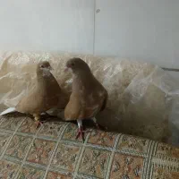 کفتر نرو ماده شهری زرد بی عیب