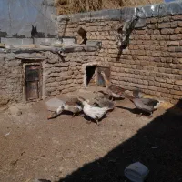فروش غاز