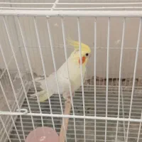 عروس هلندی