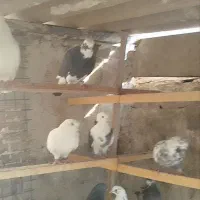 کبوتر