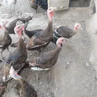 بوقلمون برنز ۵ ماهه