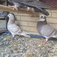 کبوتر|پرنده|سیرجان, |دیوار