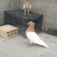 کفتر|پرنده|مشهد, راهنمایی|دیوار