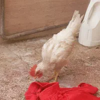جوجه خروس