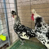 جوجه یک ماهه اپنزلر