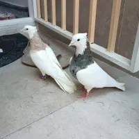 طوقی