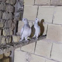 یه جفت کبوتر ترکیه تازه بالغ شده