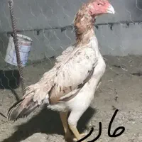 اوشامو خالص