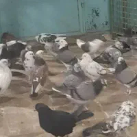 کبوتر  گنجه بری تعداد