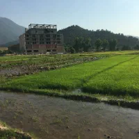 بذر شالی فروشی