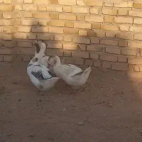 غاز دورگه