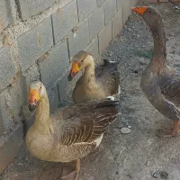 غاز فروشی