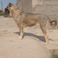 واگذاری ماده عراقی