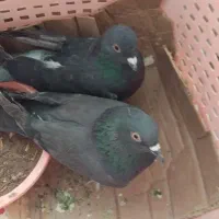 کبوتر