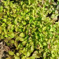 کیوی خیاری اصل