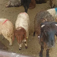 حیوانات زنده