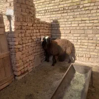 بره ماده ،اصیل نژاد شال