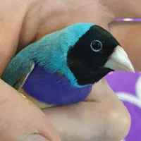 فنچ گلدین آبی ماده