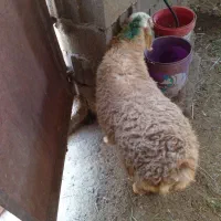 بره گوشتی