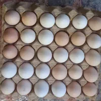 تخم بومی محلی