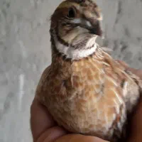 بلدرچین نرمست دوساله