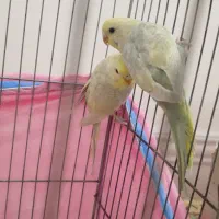 مرغ عشق ارزان