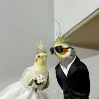 پیدا شده