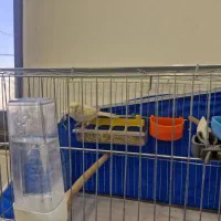 نر و ماده اماده و جوجه