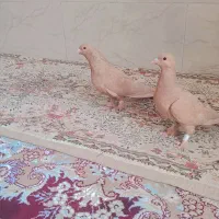 کبوتر زرد گلی