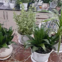 گل خانگی|گل و گیاه طبیعی|مریوان, |دیوار