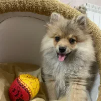 سگ پامرین نر