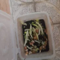 حلزون تخم گذار