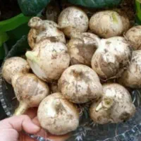 موسیر
