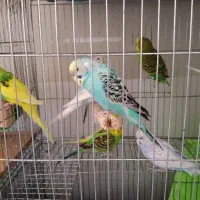 مرغ عشق های فوق العاده زیبا و سالم