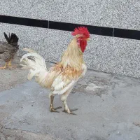 مرغ وخروس محلی