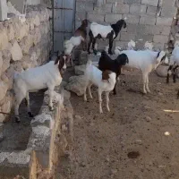 کهر نر گوشتی