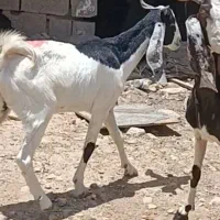 بز پاکستانی جوان